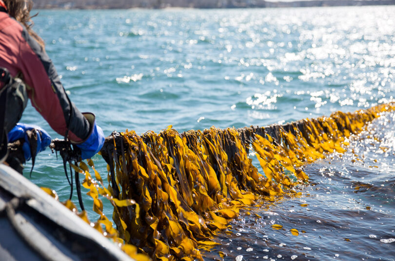 kelp farm