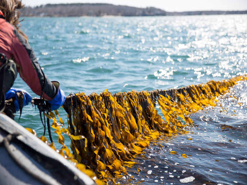 kelp farm