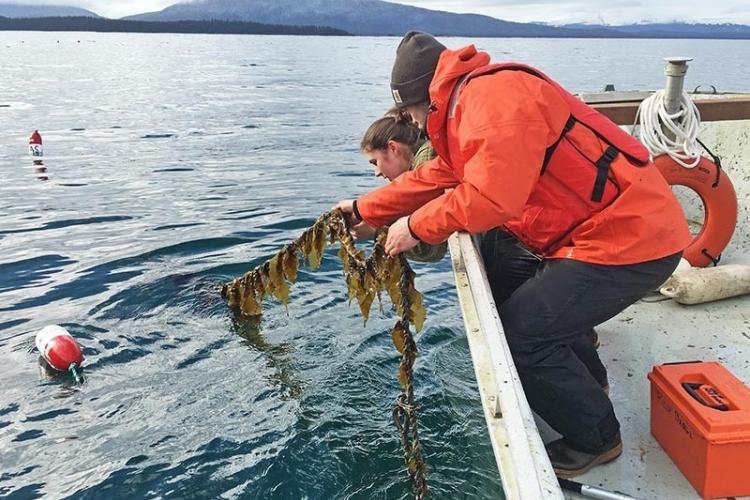 harvesting sea kelp 